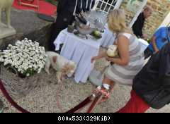 06.10.2014 Открытие HOME & DOGS