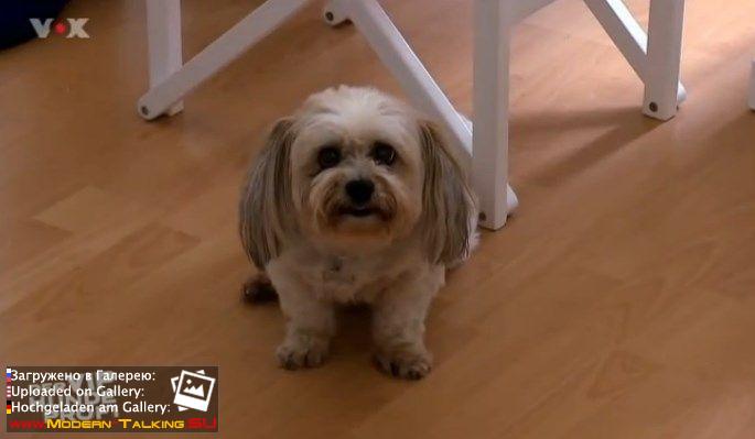 07.11.2015 Thomas Anders "Der V.I.P. Hundeprofi"