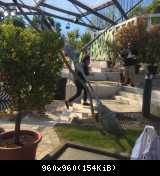 08.05 2016 Thomas Anders ZDF-Fernsehgarten Mainz