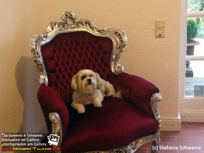 фотосессия к книге 2014 года с собакой Саммером