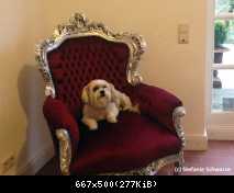 фотосессия к книге 2014 года с собакой Саммером