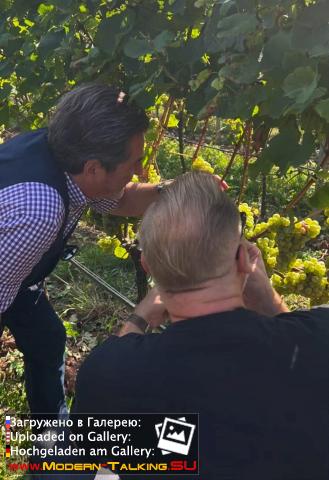 Thomas Anders вино (разное)