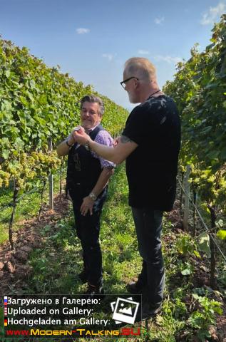 Thomas Anders вино (разное)